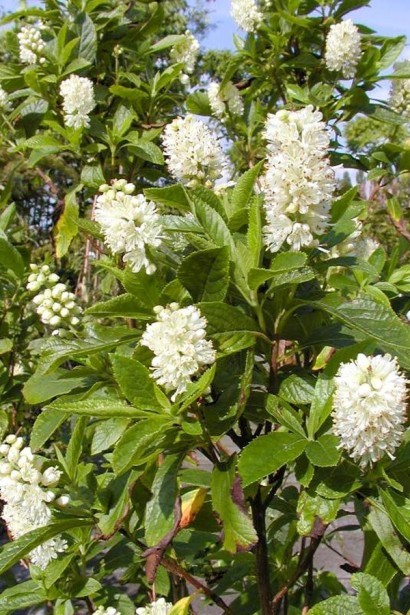 Клетра вільхолиста Хаммінгберд|Clethra alnifolia Hummingbird|Клетра ольхолистная Хаммингберд